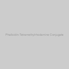Image of Phalloidin-Tetramethylrhodamine Conjugate